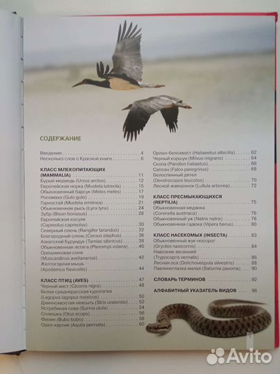 Красная книга