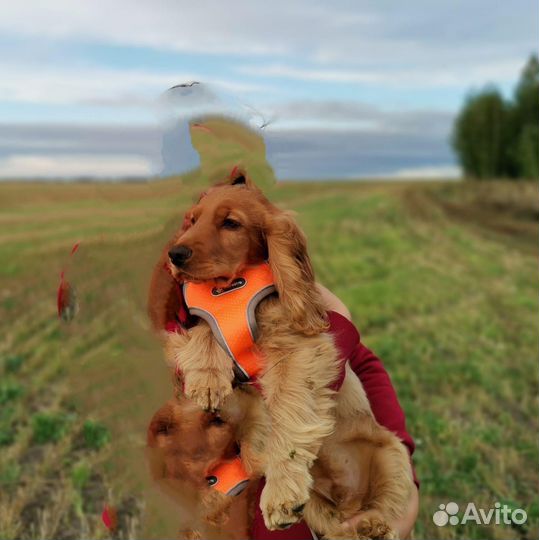 Кокер спаниель