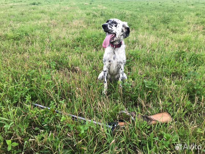 Щенки английского сеттера