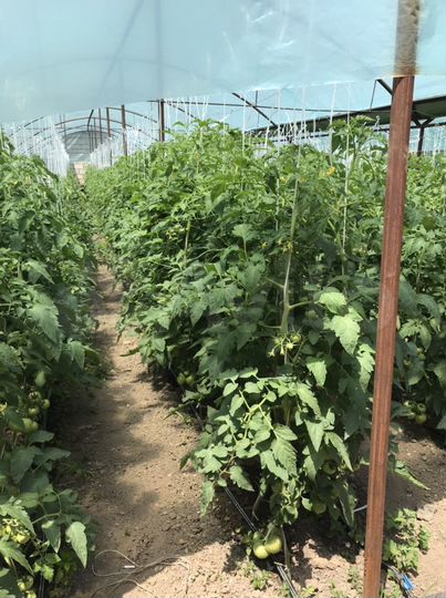 Дом 120 м² на участке 6,7 сот.