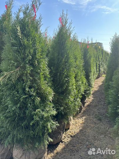 Туя Смарагд Экстра