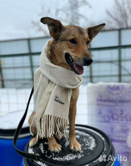 Маленькая, трогательная Одри ждёт своего человека