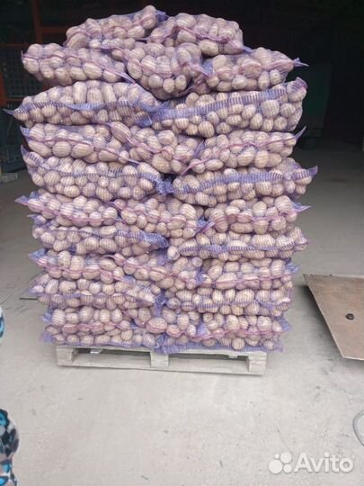 Королева анна опт