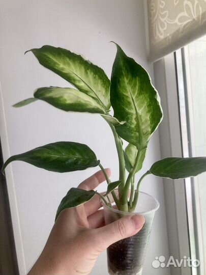 Диффенбахия кул бьюти