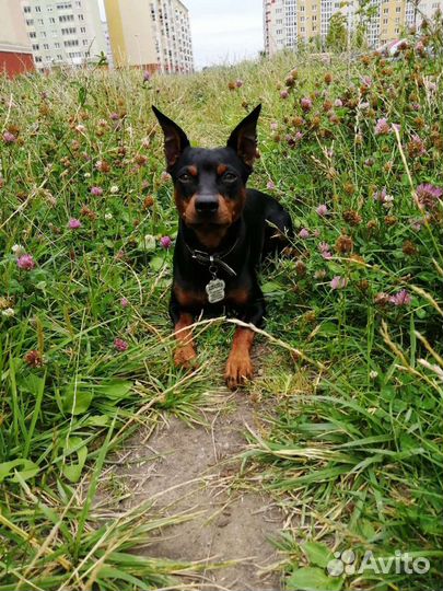 Вязка кобеля цвергпинчера