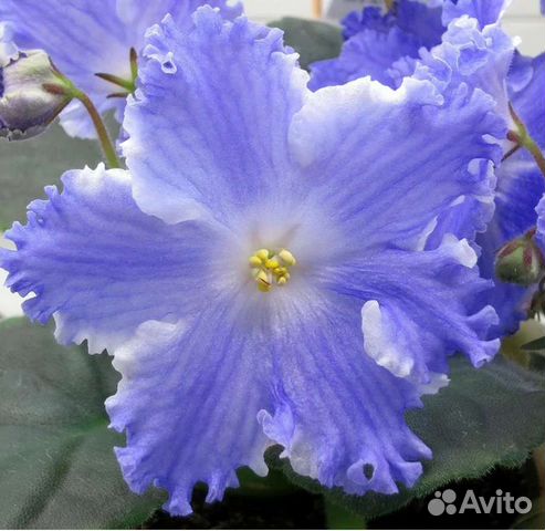 ЛЕ-Хозяйка Медной Горы - Форум