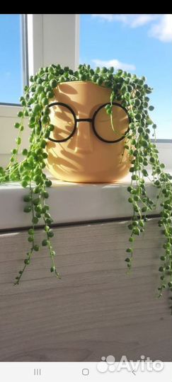 Крестовик роули