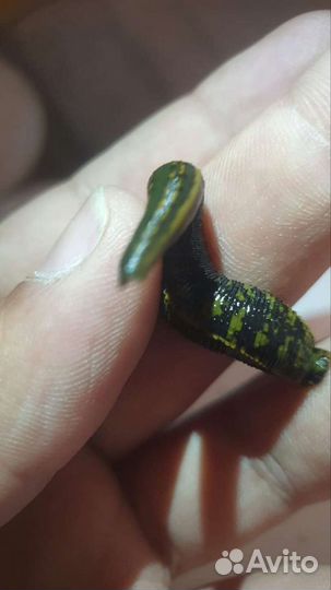 Восточные пиявки только круп опт