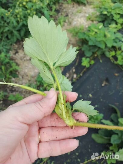 Рассада ремонтантной клубники