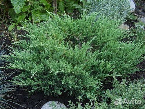 Можжевельник горизонтальный