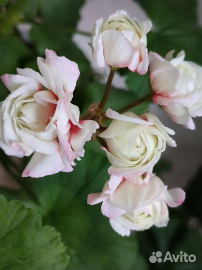 Комнатные домашние растения