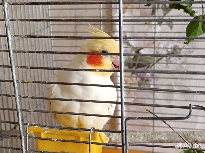 Самка кореллы