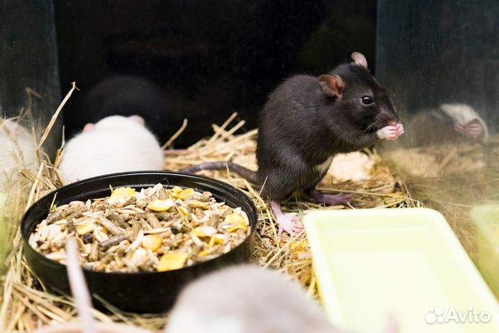 Декоративные крысы