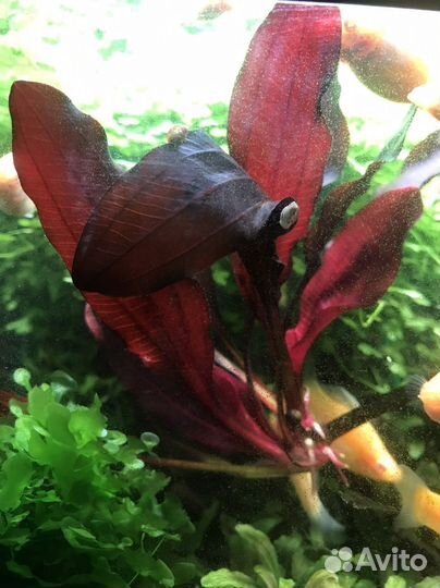 Аквариумное растение Эхинодорус Мичуринец