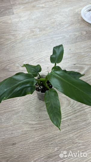 Филодендрон доместикум