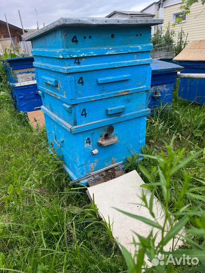 Ульи с пчëлами