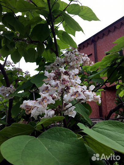 Саженцы катальпы