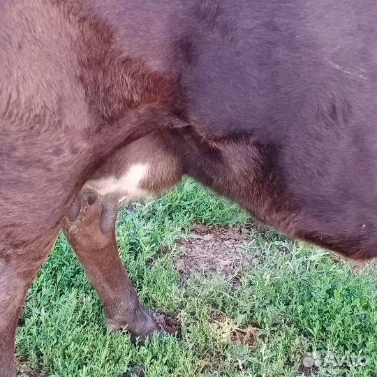 Продам корову вторым отёлом. Бобринка. 55.000