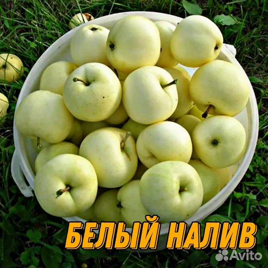 Саженцы летних яблонь