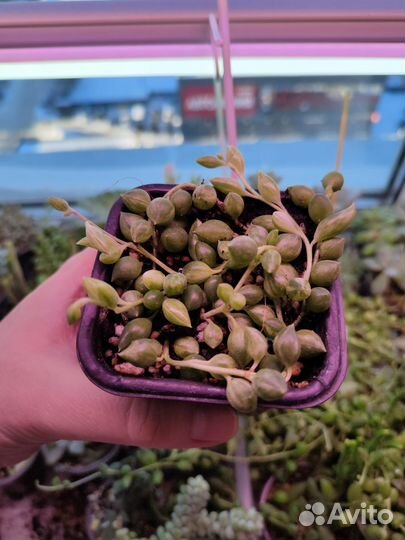 Суккуленты / комнатные цветы