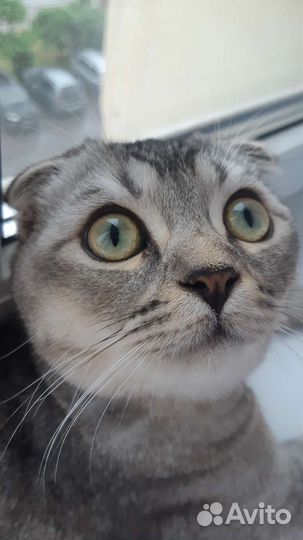 Шотландский вислоухий кот на вязку