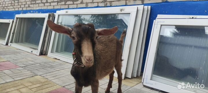 Чешский козлик