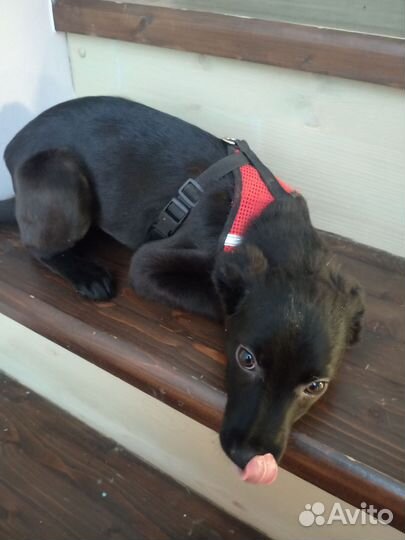 Щенок девочка