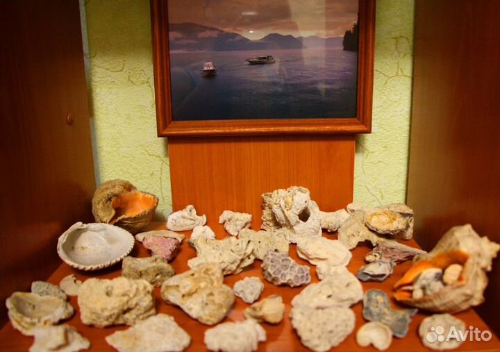 Морские ракушки, красивые камни
