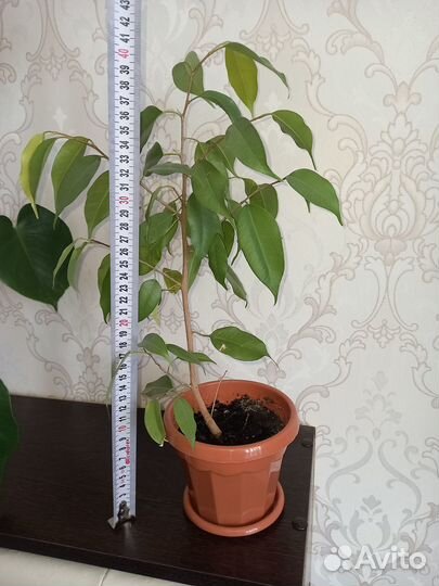 Продам монстеру фикус