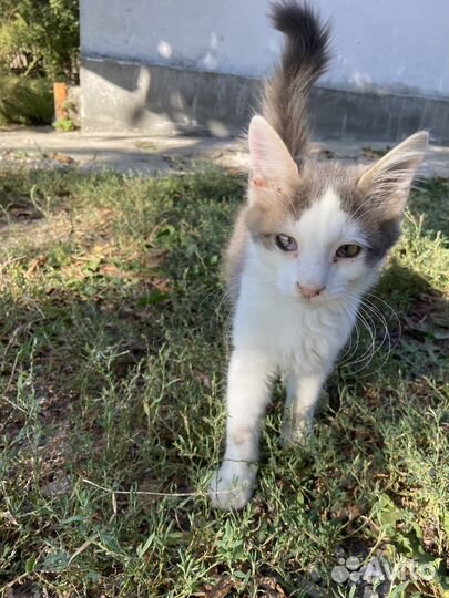 Котик мальчик