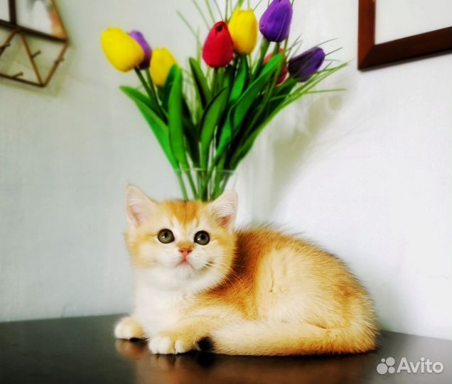 Британские котята