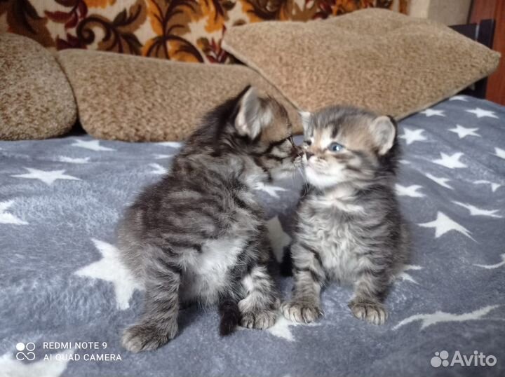 Шотландская кошка