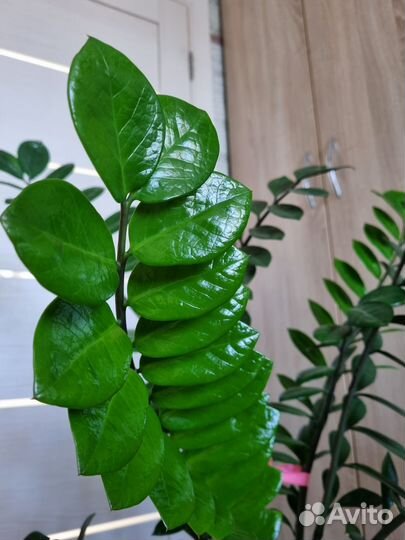 Замиокулькас