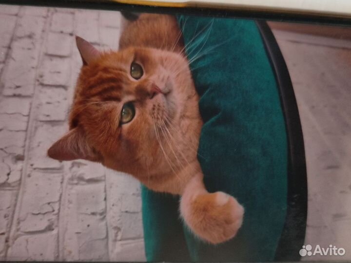 Британский кот вязка