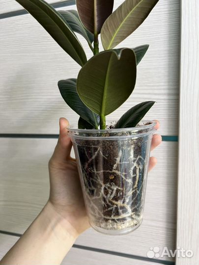 Фикус каучуконосный эластика