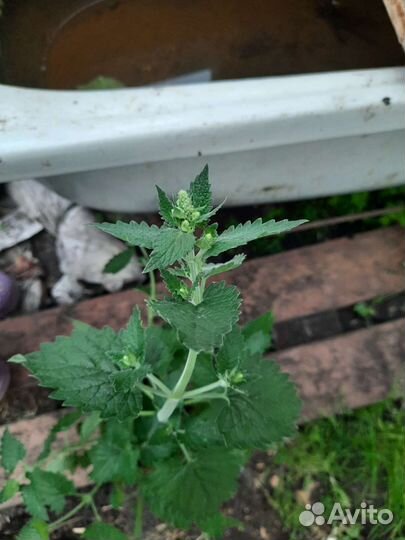 Котовник кошачий, кошачья мята