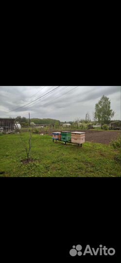 Пчело семьи