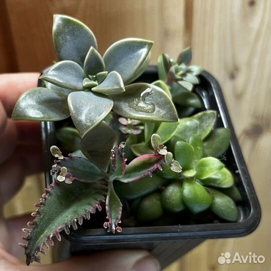 Суккуленты набор