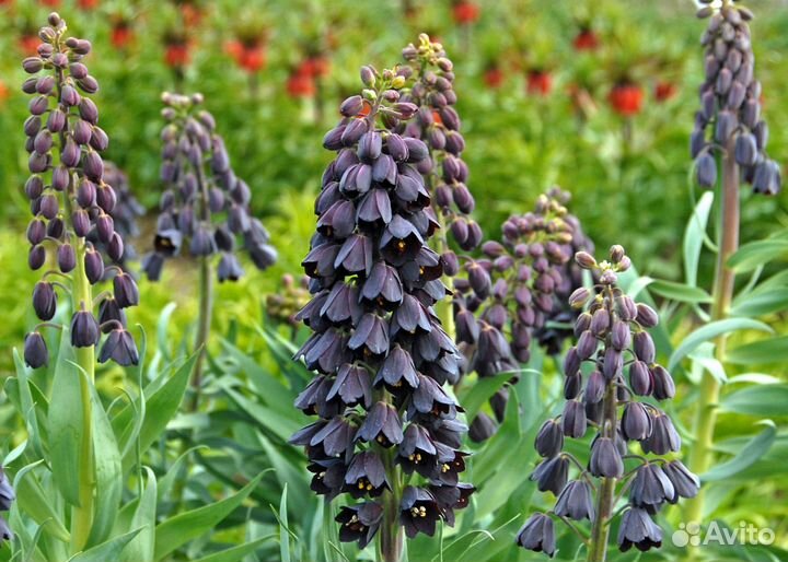 Рябчик персидский