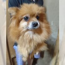 Померанский шпиц, взрослая собака