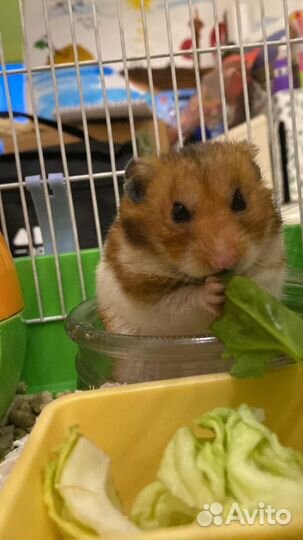 Сирийский хомяк