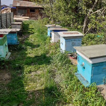 Продам улья из кедры и елки рамки на 300, 230