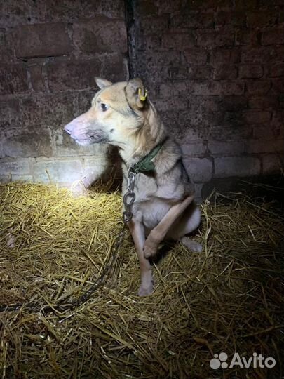 Собака стерил дев,время содержания в отлове вышло