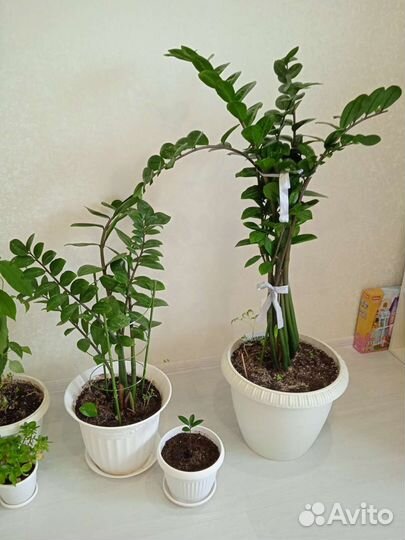 Замиокулькас