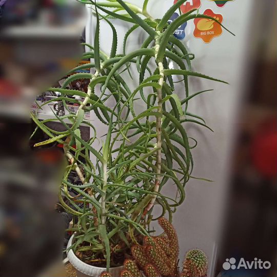 Комнатные растения
