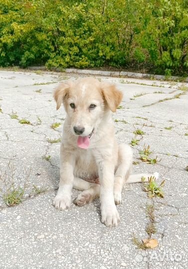 Щенки бесплатно