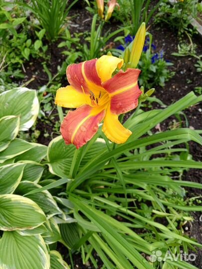 Ассортимент растений