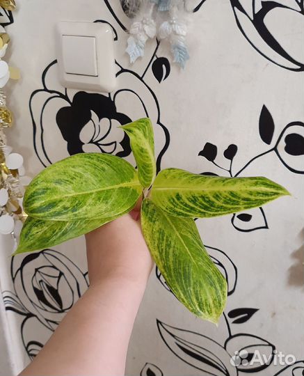 Аглаонемы тайские