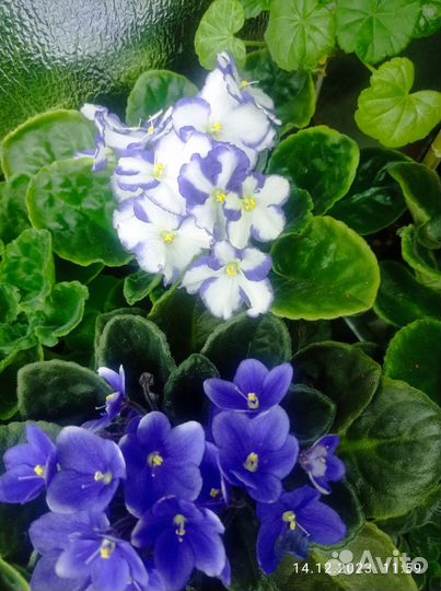 Комнатные цветы