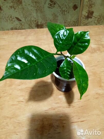 Табернемонтана